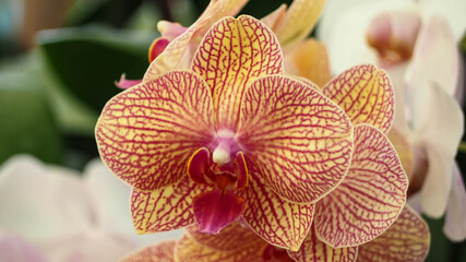 close up bueatiful Orchid flower, Moth Orchid, Phalaenopsis Baldan's Kaleidoscope, Golden Treasure, in Orchid Farm Thailand.