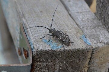 stag beetle on a wooden board