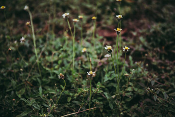 grass flower field. in dark forest tone.