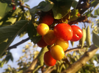 New season in horticulture. Farm. Intense natural red. Young cherries growing on the tree. The fruit is ripening under the sun in the Spanish countryside. EU industry.