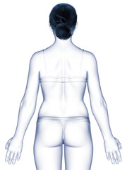 3d rendered illustration of the female body