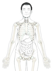 3d rendered, medically accurate illustration of a female skeleton system