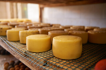 A row of aging cheeses on wooden shelves in the farm's maturing cellar