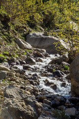 Water flowing through a forest 