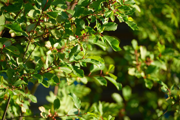 Wild flowers meadow with sky in the background