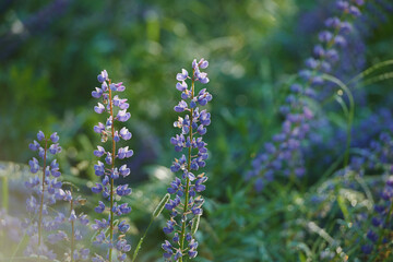 Wild flowers meadow with sky in the background