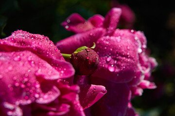 pink pion on a green background