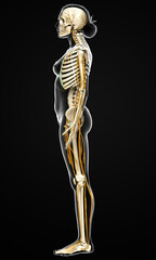 3d rendered medically accurate illustration ofa female nervous system and skeleton system