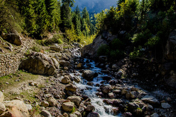 Water flowing through a forest 