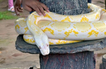 beautyful big size python anaconda white color yellow motif on wood