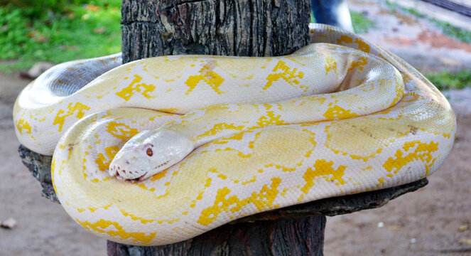beautyful big size python anaconda white color yellow motif on wood