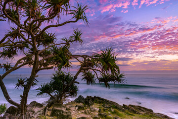 Sunrise with pandanus