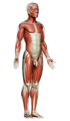 3d rendered medically accurate illustration of a male muscle system