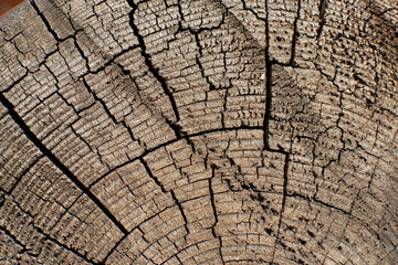 wood texture. Abstract wood texture background.