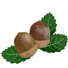 Vector illustration of acorn on white background © makiaki