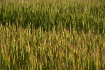 a green field of wheat and a Sunny day