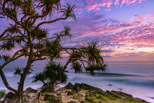 Sunrise with pandanus