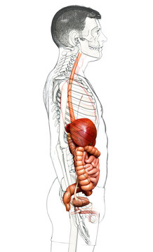 3d rendered medically accurate illustration of male Digestive System