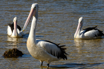 Pelicans