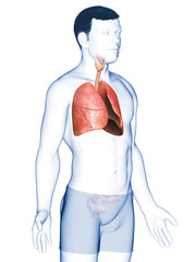 3d rendered, medically accurate illustration of a male lung anatomy