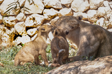 A Lioness and her Cubs in the Jerusalem, Israel, Zoo