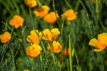 Blooming yellow Eschscholzia californica close-up. Summer flowering.