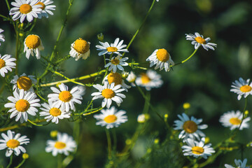 Small white daisies with a yellow core bloom on a green lawn.