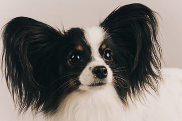 Dog breed Papillon close-up. Studio photo.
