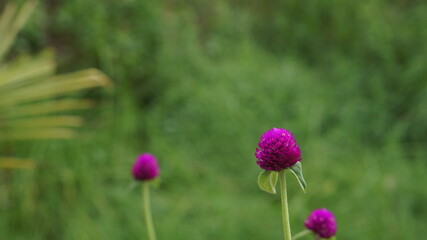pink flowers in the garden
