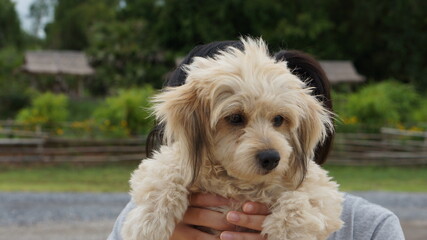 Close up brown furry dog.