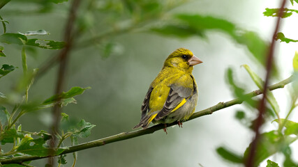 Closeup of an European Greenfinch (Carduelis chloris) stitting on a branch, Germany