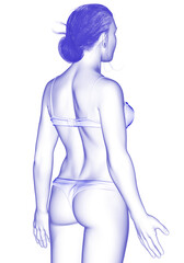 Fototapeta premium 3d rendered illustration of the female body