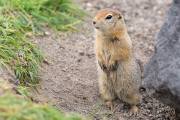 Naklejka na ściany i meble Curious arctic ground squirrel, carefully looking so as not to fall into jaws of predatory beasts. Cute wild animal of genus rodents of squirrel family. Eurasia, Russian Far East, Kamchatka Region.