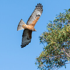 Square-tailed Kite flying in the blue sky