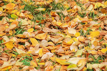 Background of colorful autumn leaves fallen on the forest ground