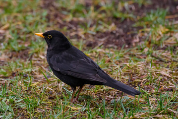 Obraz premium Common blackbird male, turdus merula. Spring season.