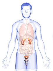 3d rendered, medically accurate illustration of the kidneys