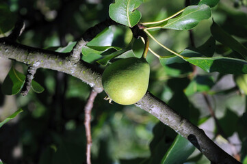 pear fruit on a tree branch in a summer garden