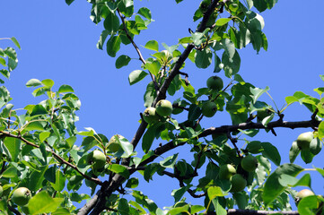 pear fruit on a tree branch against a blue sky