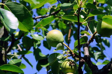ripe pear fruit on a tree branch against a blue sky