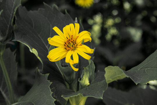 Silphe perfoli&eacute;