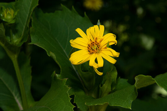 Silphe perfoli&eacute;
