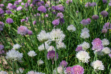 Abstract texture background of bright multi color chives blossoms, blooming in an outdoor herb garden