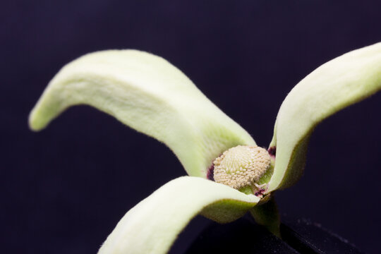 Flor de chirimoyo en fase macho con las anteras dehiscentes y granos de polen
