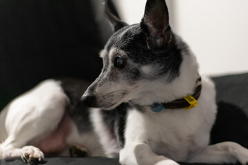 Old Mini Fox Terrier relaxing on a chair