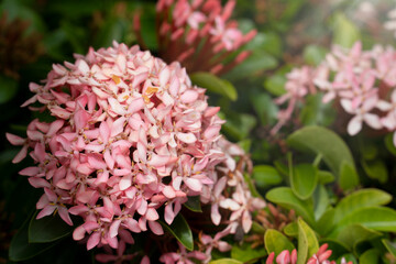 Natrue of Needle or Spike flower pink color on the tree.