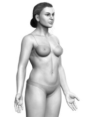 Fototapeta premium 3d rendered illustration of the female body