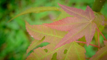 green leaves in autumn