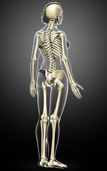 3d rendered, medically accurate illustration of a female skeleton system