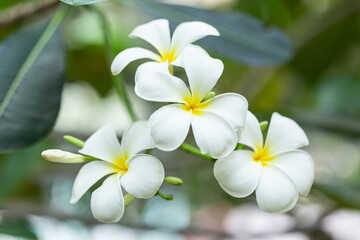 Naklejka na ściany i meble Plumeria flower in the garden with nature background to create a beautiful